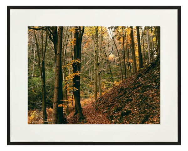 " Schwarzwald " őszi erdei fotográfia falikép