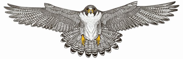 Vándorsólyom mandala egyedi műalkotás nyomat falikép