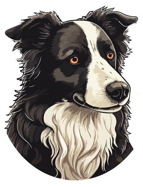 PIPPER. Matrica Border collie Méret: 60cm