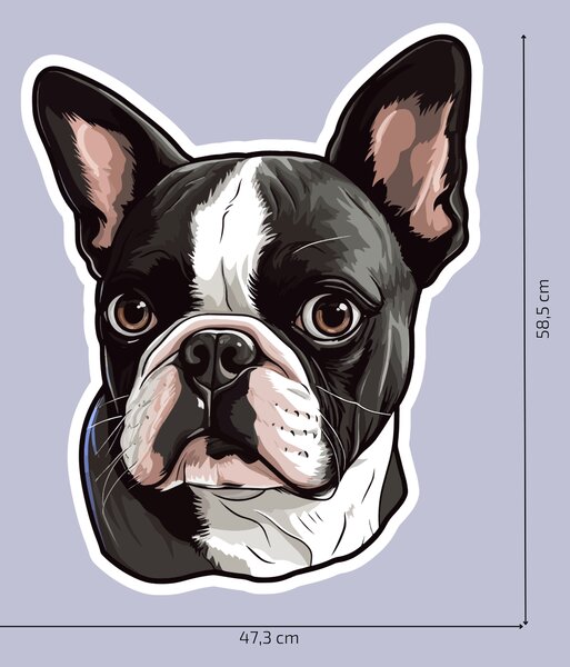 PIPPER. Matrica Boston terrier Méret: 15cm