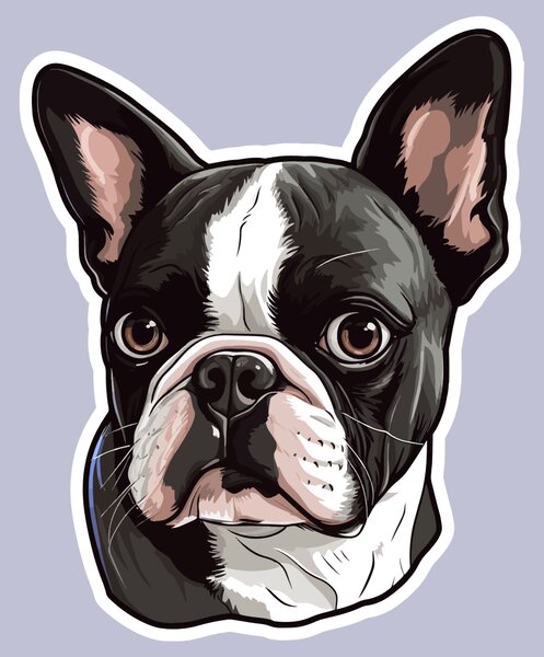 PIPPER. Matrica Boston terrier Méret: 15cm