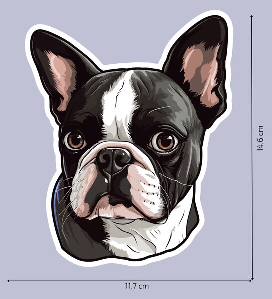 PIPPER. Matrica Boston terrier Méret: 15cm