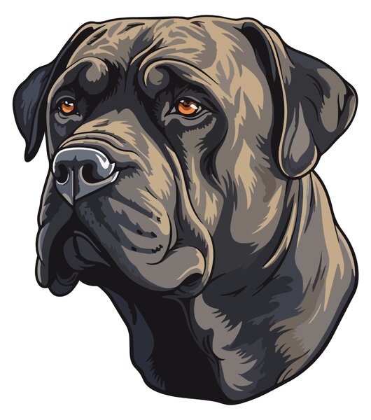 PIPPER. Matrica Cane Corso Méret: 60cm