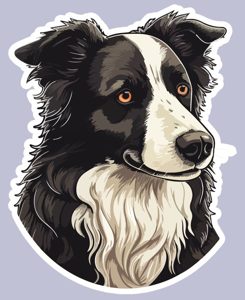 PIPPER. Matrica Border collie Méret: 60cm