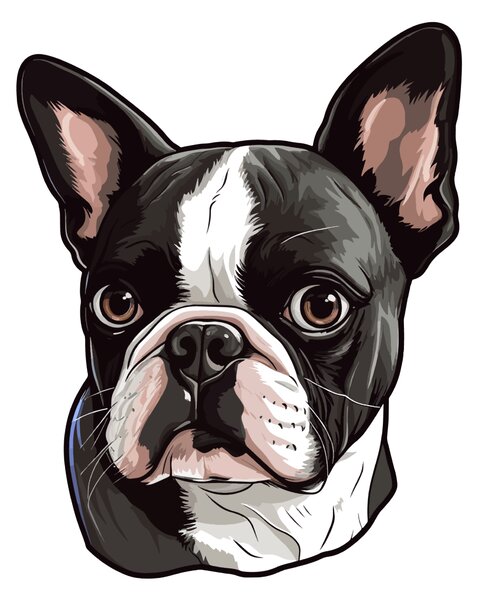 PIPPER. Matrica Boston terrier Méret: 15cm