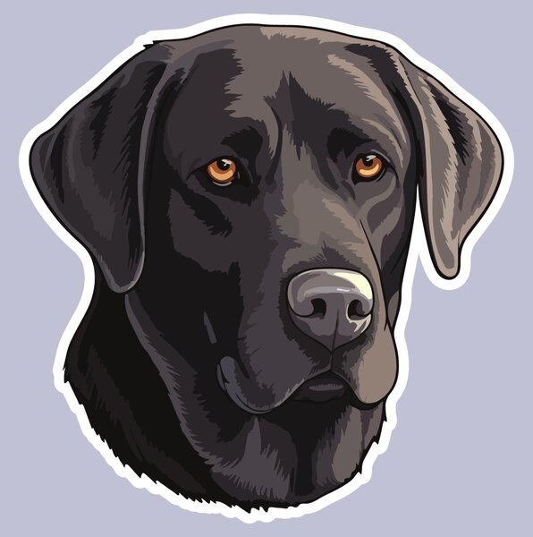 PIPPER. Matrica Fekete labrador Méret: 60cm