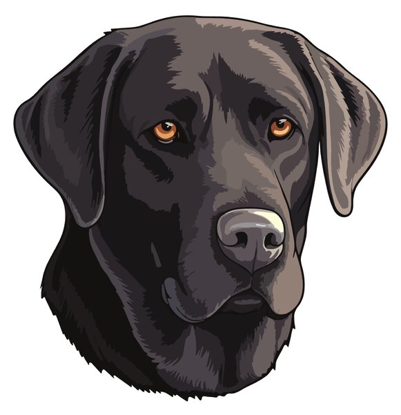 PIPPER. Matrica Fekete labrador Méret: 60cm