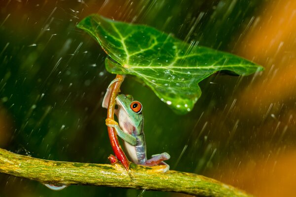 Fotográfia Ohh Noo :( It's Raining, Kutub Uddin