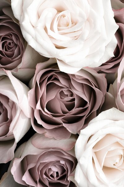 Fotográfia Roses, Studio Collection, (26.7 x 40 cm)