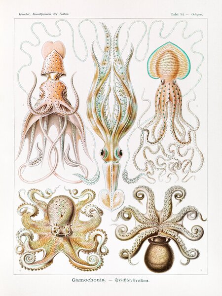 Reprodukció Gamochonia–Trichterkraken (Octopus / Academia) - Ernst Haeckel, (30 x 40 cm)