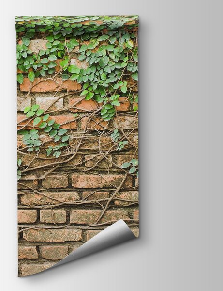 Fotótapéta Egy téglafal borostyánnal benőtt téglafal, Beton hatású textúrás fotótapéta, Népszerű fotótapéta, u53037 - Tapeko.hu