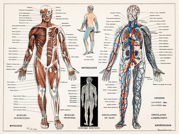 Illusztráció Antique Illustration of the Human Nervous & Muscular System