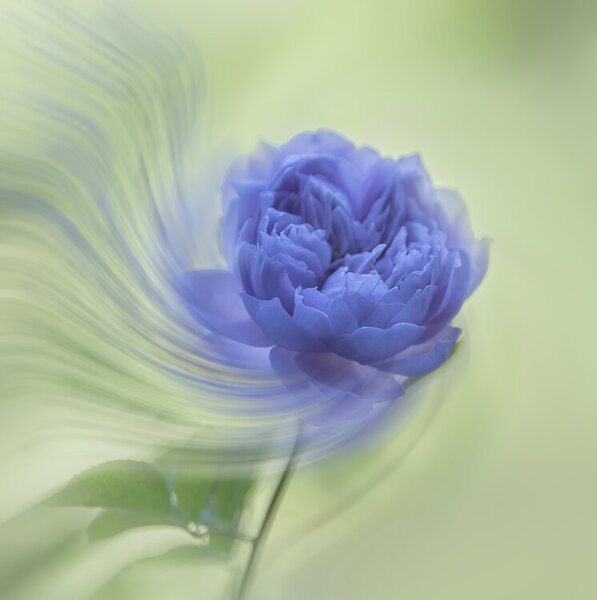 Fotográfia Blue rose, Judy Tseng