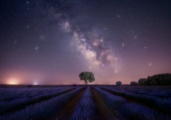 Fotográfia Lavender fields nightshot, joanaduenas