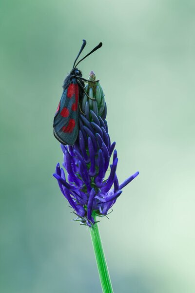 Fotográfia The magic world of moths, Adrian Tudose