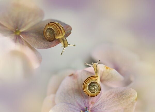 Fotográfia Little snails, Ellen van Deelen