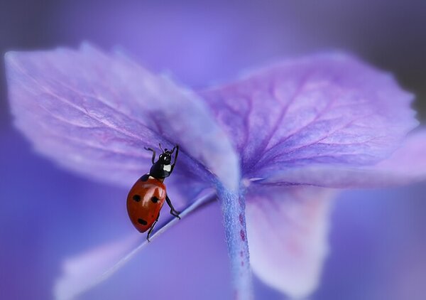 Fotográfia Ladybird on purple hydrangea, Ellen van Deelen