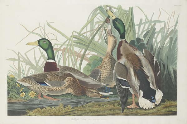 John James (after) Audubon - Festmény reprodukció Mallard Duck, 1834, (40 x 26.7 cm)
