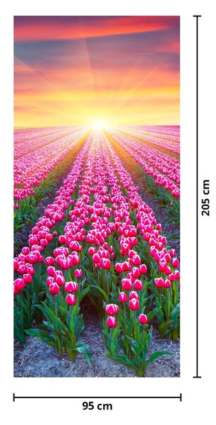 Fotótapéta ajtóra - Tulipán mező napsütésel (95x205cm)