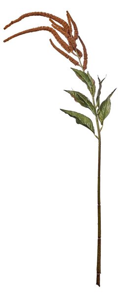 FLORISTA köles virág 110 cm ,barna