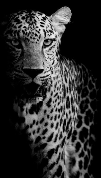 Fotótapéta - Egy leopárd portréja (147x102 cm)