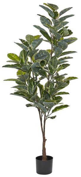 Műnövény FICUS ELASTICA 160 cm Zöld