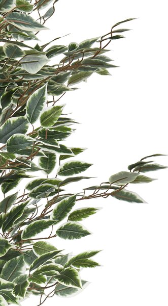 Műnövény FICUS 167 cm Zöld