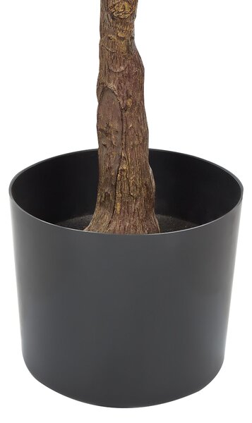 Műnövény FICUS ELASTICA 160 cm Zöld