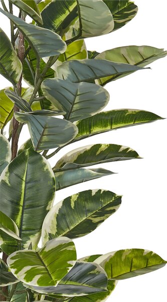 Műnövény FICUS ELASTICA 160 cm Zöld