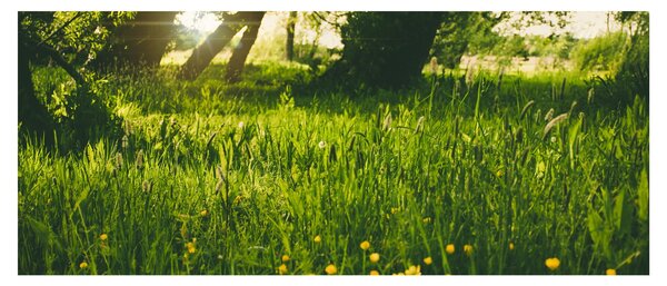 Tájkép - rét (120x50 cm)