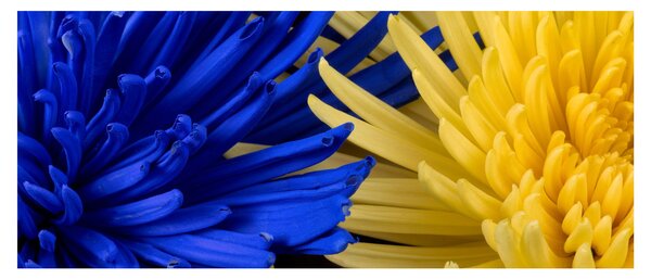 Kép - virág részlet (120x50 cm)