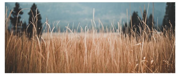 Kép - réti növényzet részlete (120x50 cm)