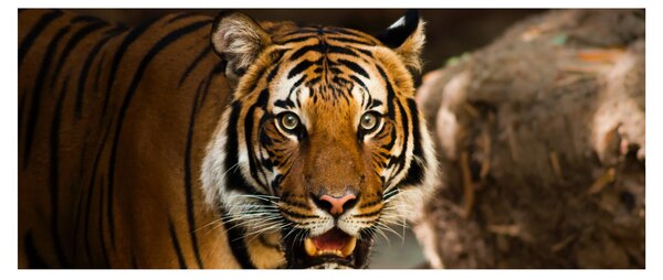 Tigris képe (120x50 cm)