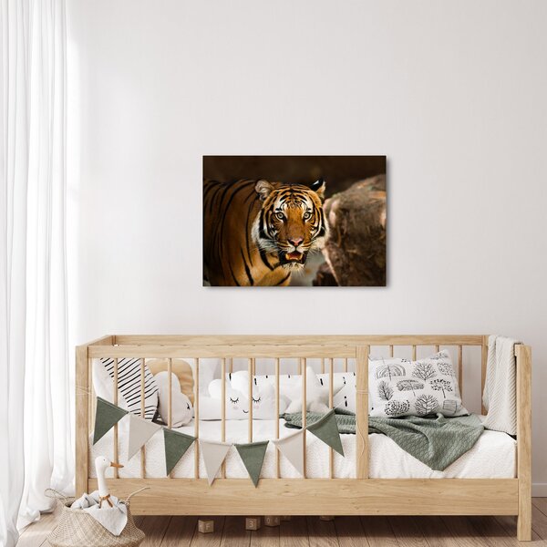 Tigris képe (70x50 cm)