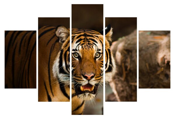 Tigris képe (150x105 cm)