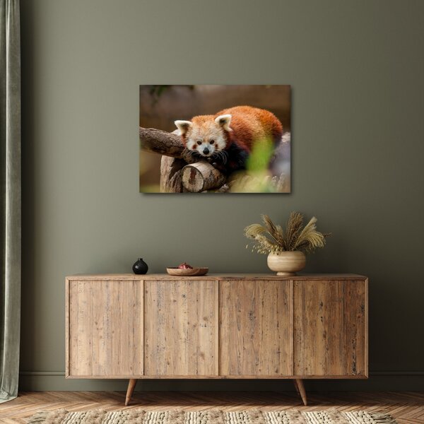 Vörös panda képe (70x50 cm)