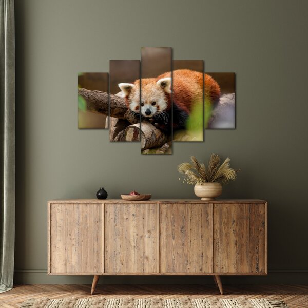 Vörös panda képe (150x105 cm)