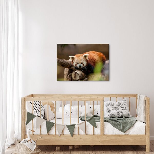 Vörös panda képe (70x50 cm)