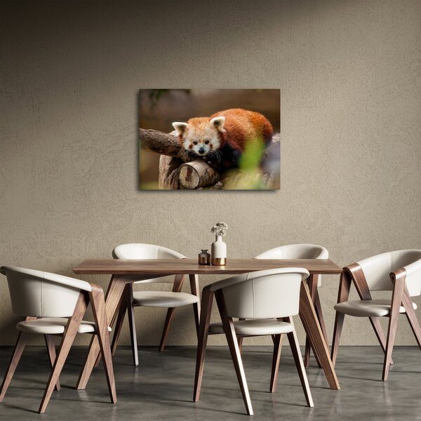 Vörös panda képe (70x50 cm)