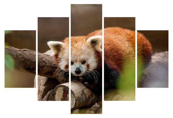 Vörös panda képe (150x105 cm)