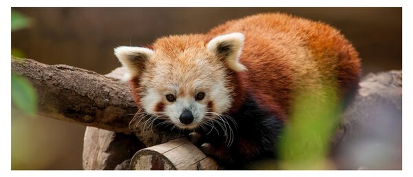 Vörös panda képe (120x50 cm)