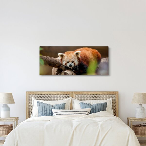 Vörös panda képe (120x50 cm)