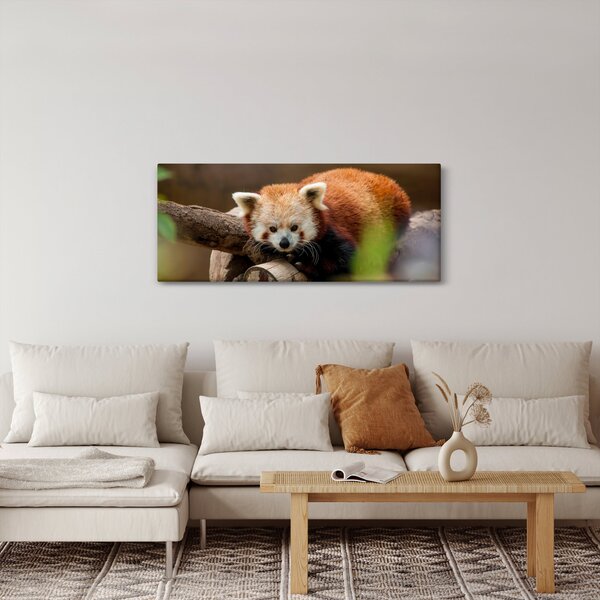 Vörös panda képe (120x50 cm)