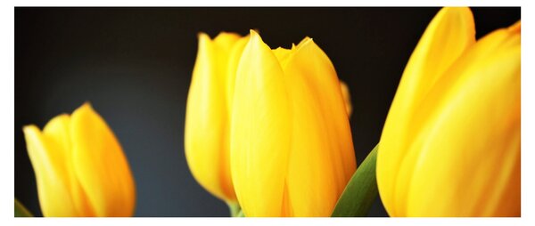 Tulipán képe (120x50 cm)