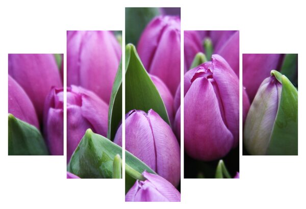 Kép - tulipánok (150x105 cm)
