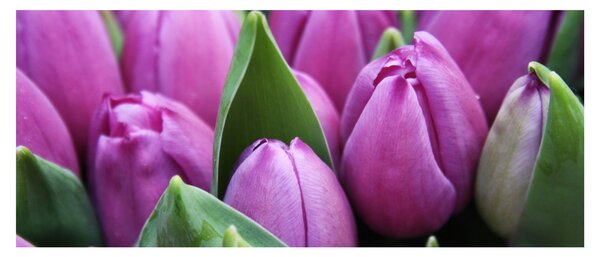 Kép - tulipánok (120x50 cm)