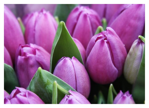 Kép - tulipánok (70x50 cm)