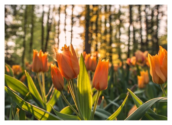 Kép - tulipánok (70x50 cm)