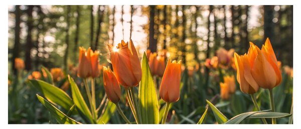 Kép - tulipánok (120x50 cm)