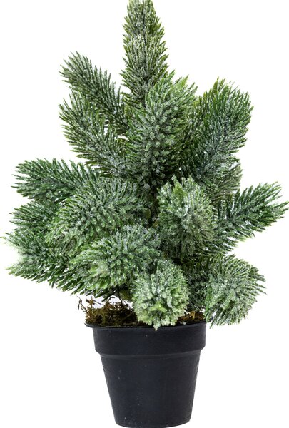 Mini műfenyő cserépben 22 cm Hó nélküli